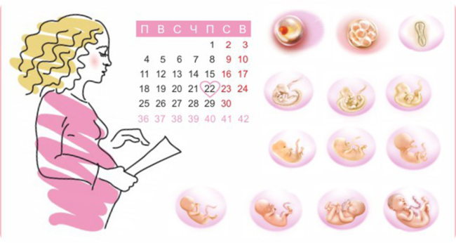 Беременная девушка с календарем