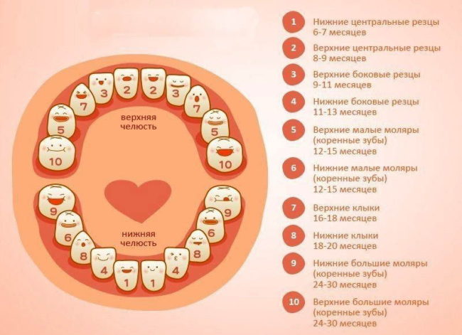 Таблица прорезывания зубов у девочек
