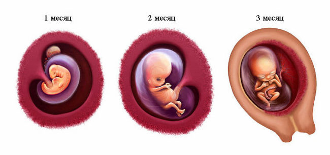 Первый триместр беременности изображенный на рисунке