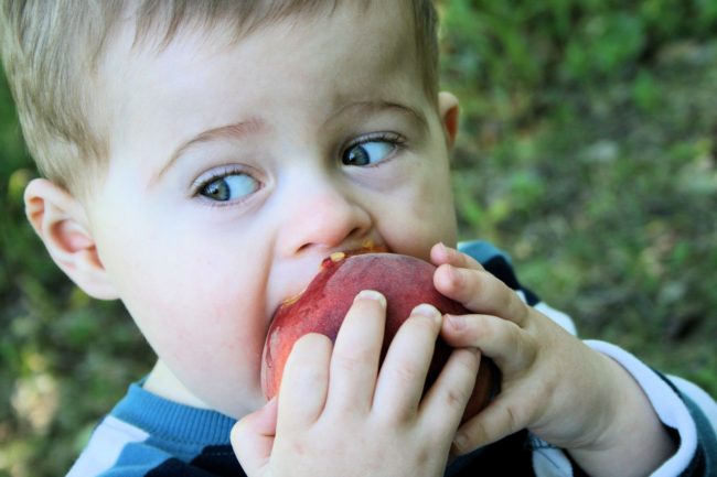 Ребёнок ест яблоко прямо с дерева