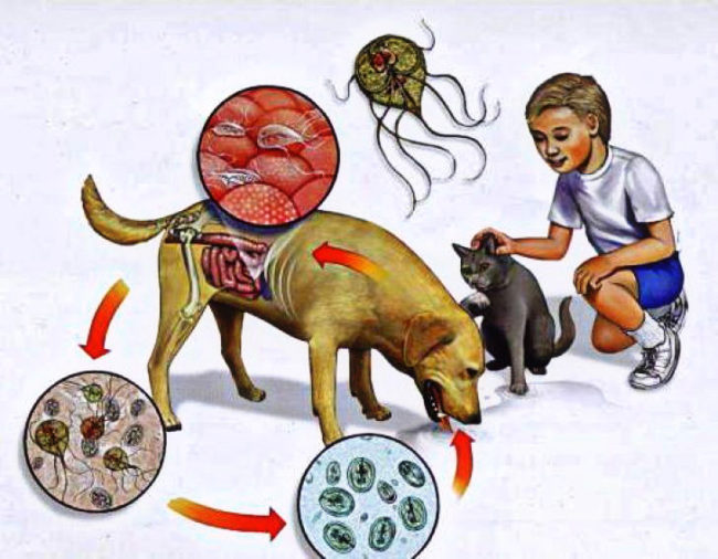 Схема заражения ребёнка лямблиями через домашних животных и сырую воду