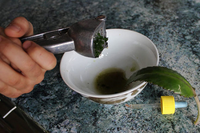 Приготовление раствора для промывания носа из листа каланхоэ отжим в тарелочку