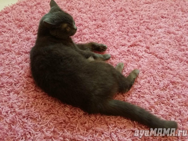 Британская кошка лежит на розовом ковре